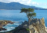 The Lone Cypress - site of the 1979 movie - The Promise